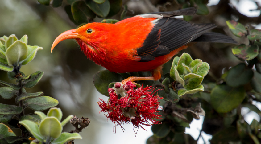 Island Buzz: Hawaiian Pollinators