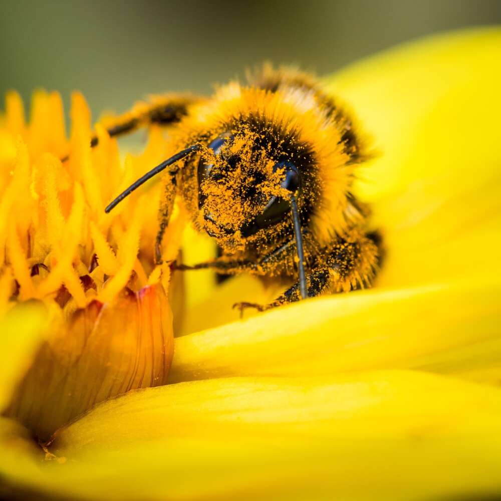 Pollinator Week Pollinator Org