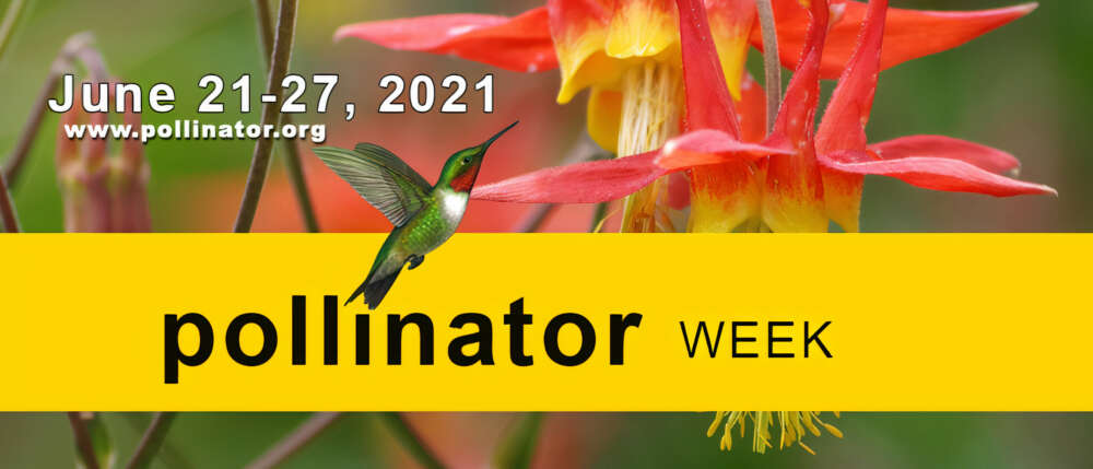 Pollinator Week Resources | Pollinator.org