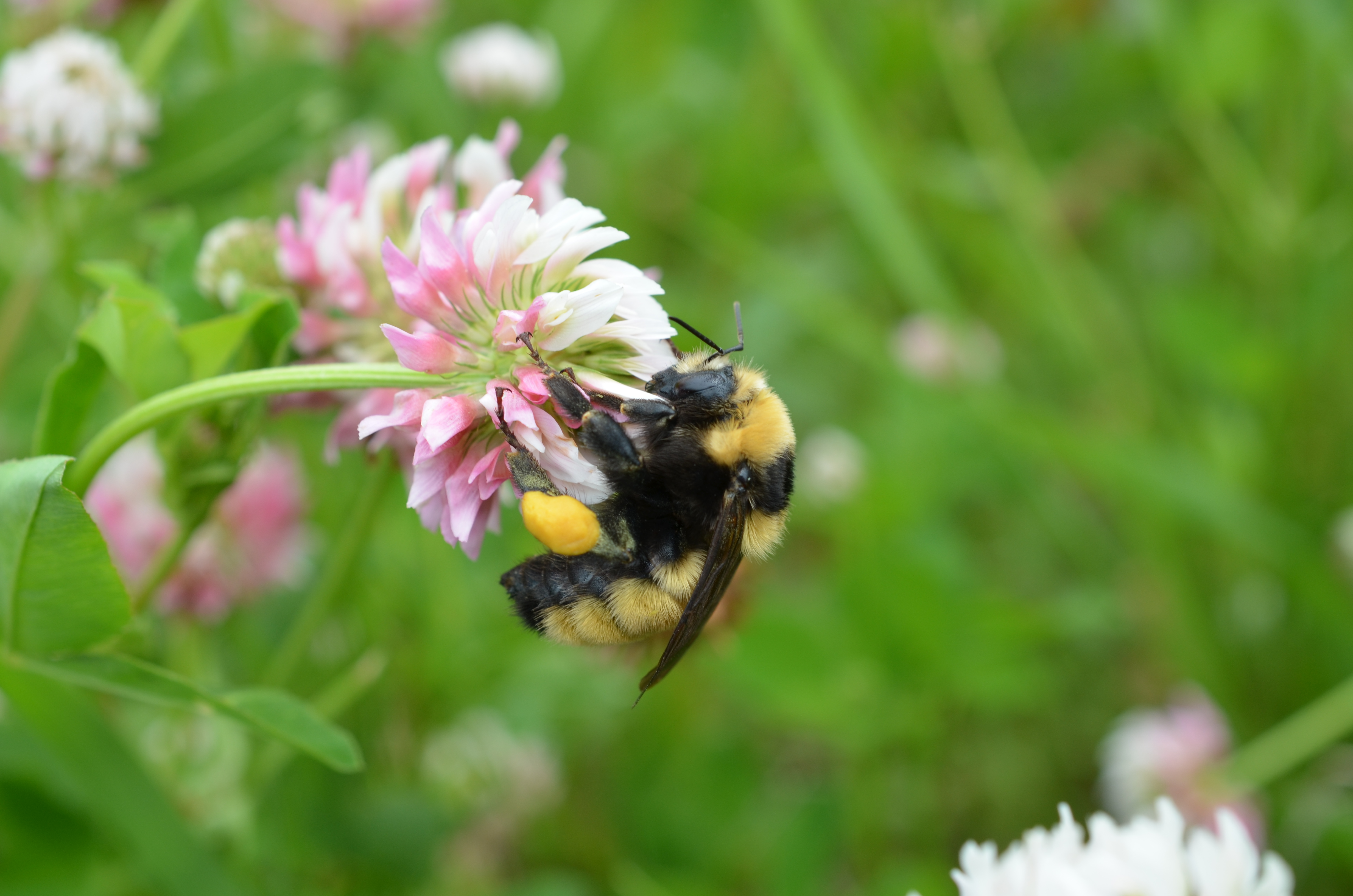 7 Plants to Attract Bumble Bees to the Garden - Minnesota State